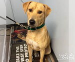 Small #2 Labrador Retriever-Retriever  Mix