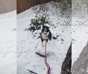 Australian Shepherd Dogs for adoption in WRIGHTWOOD, CA, USA