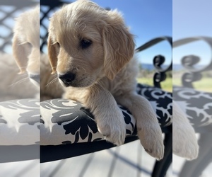 Golden Retriever Puppy for sale in ROSEVILLE, CA, USA