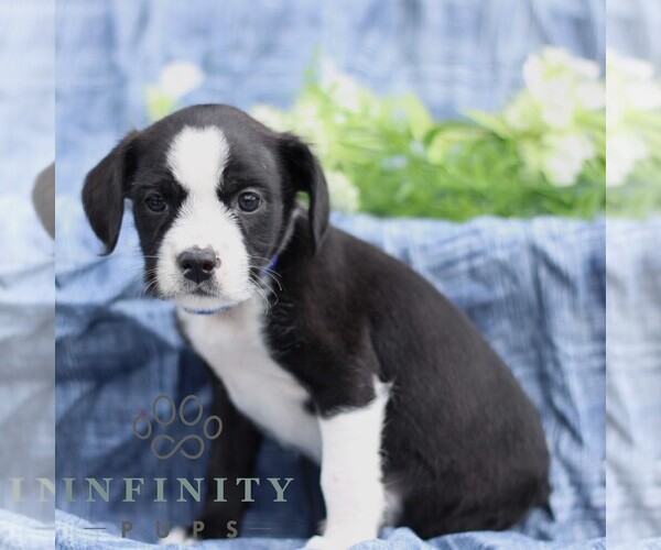 Medium Photo #3 Boston Terrier-Cock-A-Poo Mix Puppy For Sale in PORT ROYAL, PA, USA