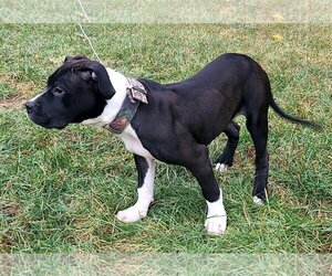 American Bulldog-American Staffordshire Terrier Mix Dogs for adoption in Council Bluffs, IA, USA
