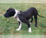 Small Photo #1 American Bulldog-American Staffordshire Terrier Mix Puppy For Sale in Council Bluffs, IA, USA