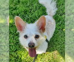 Small Chihuahua Mix