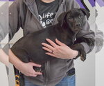 Small #2 American Staffordshire Terrier Mix