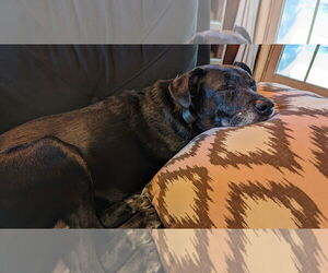 Retriever -Unknown Mix Dogs for adoption in Manchester, MO, USA