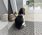 Small #4 Beagle