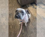 Small #2 Olde Bulldog