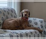 Small #1 Poodle (Standard) Mix