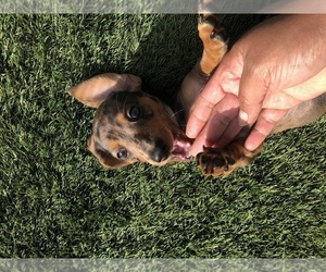 Dachshund Puppy for Sale in FORT WAYNE, Indiana USA
