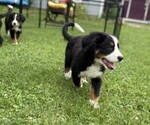 Small Photo #24 Bernese Mountain Dog Puppy For Sale in SPRINGFIELD, OH, USA