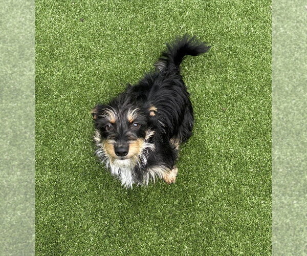 Medium Photo #2 Mutt Puppy For Sale in Salinas, CA, USA
