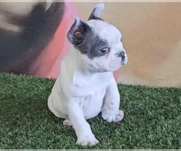 Medium Photo #2 French Bulldog Puppy For Sale in LOS ALTOS, CA, USA