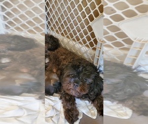 Mother of the Shih Tzu puppies born on 12/09/2022