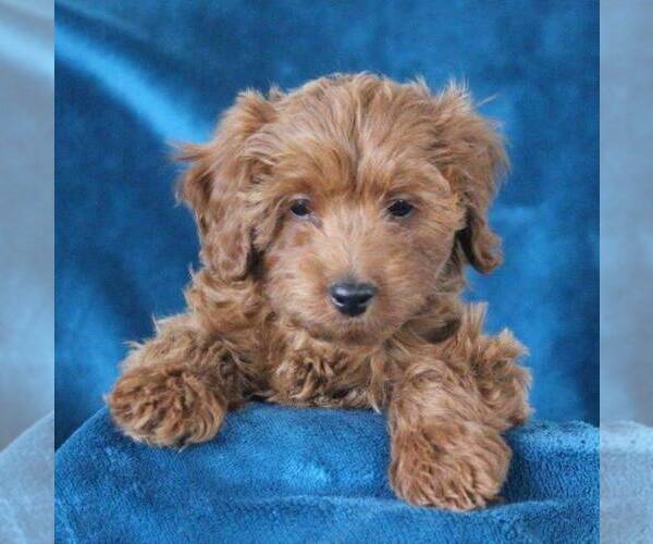 Medium Photo #1 Poodle (Miniature)-YorkiePoo Mix Puppy For Sale in DANVILLE, PA, USA