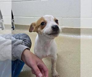 Sarah - Female Mutt Dog for Adoption - Photo #2