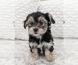 Yo-Chon Puppy for sale in NORTH LAWRENCE, OH, USA