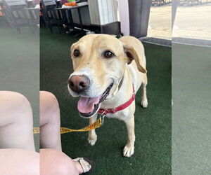 Labrador Retriever-Unknown Mix Dogs for adoption in Mount Pleasant, SC, USA