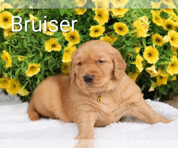Medium Photo #38 Golden Retriever Puppy For Sale in LOYAL, WI, USA