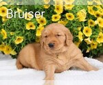 Small #3 Golden Retriever