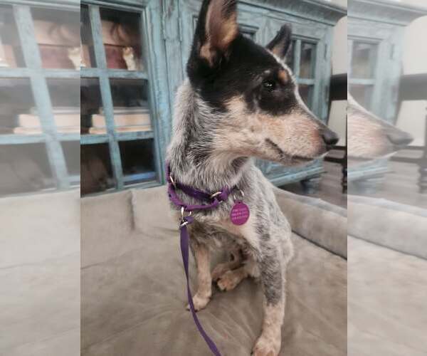 Medium Photo #4 Mutt Puppy For Sale in Paso Robles, CA, USA