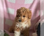 Small Photo #2 Cavapoo Puppy For Sale in ARTHUR, IL, USA