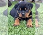 Small #1 Rottweiler