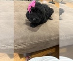 Small Photo #23 Saint Berdoodle Puppy For Sale in DINWIDDIE, VA, USA
