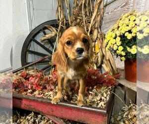 Golden Cavalier Puppy for sale in TUSCOLA, IL, USA