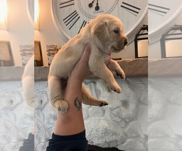 Medium Photo #5 Golden Labrador Puppy For Sale in PORT ORANGE, FL, USA