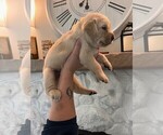 Small #4 Golden Labrador