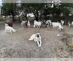 Small Photo #5 Anatolian Shepherd Puppy For Sale in Higley, AZ, USA