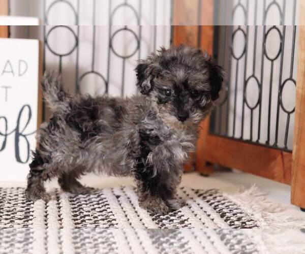 Medium Photo #2 Poodle (Toy) Puppy For Sale in NAPLES, FL, USA
