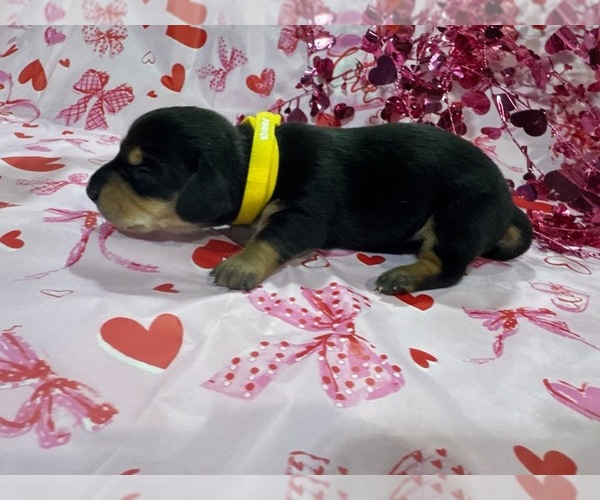 Medium Photo #15 Dachshund Puppy For Sale in BOLIVAR, MO, USA