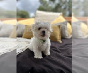 Maltese Puppy for sale in LITHIA, FL, USA