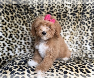 Cockapoo (Miniature) Puppy for sale in LAKELAND, FL, USA