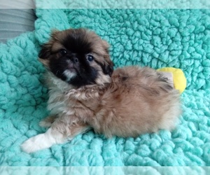 Pekingese Puppy for sale in LAUREL, MS, USA