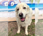 Small #1 Great Pyrenees