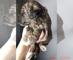 Small Photo #2 Goldendoodle Puppy For Sale in FORT WAYNE, IN, USA