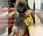 Small Photo #14 Shih Tzu Puppy For Sale in ORLANDO, FL, USA