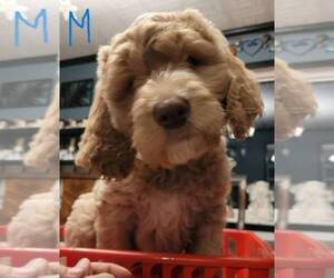 Goldendoodle Puppy for Sale in SYRACUSE, New York USA