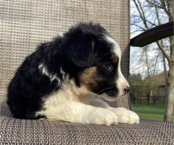 Medium Photo #20 Australian Cattle Dog-Border Collie Mix Puppy For Sale in RICHMOND, MI, USA