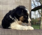 Small Photo #20 Australian Cattle Dog-Border Collie Mix Puppy For Sale in RICHMOND, MI, USA