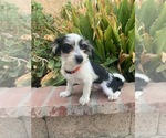 Small Photo #3 Schnoodle (Miniature) Puppy For Sale in RANCHO CALIFORNIA, CA, USA