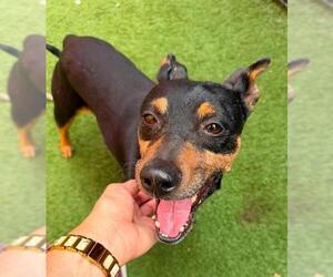 Mutt Dogs for adoption in Sacramento, CA, USA