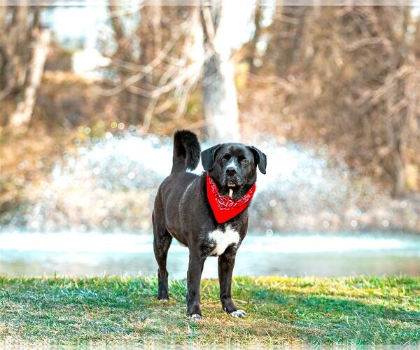 Medium Photo #10 Labrador Retriever-Unknown Mix Puppy For Sale in Unionville, PA, USA