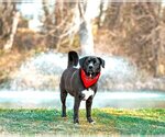 Small Photo #10 Labrador Retriever-Unknown Mix Puppy For Sale in Unionville, PA, USA