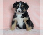 Small Photo #5 Australian Shepherd Puppy For Sale in FREDERICKSBG, OH, USA