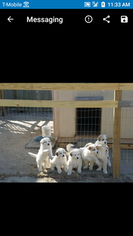 Great Pyrenees Puppy for sale in HOPE MILLS, NC, USA