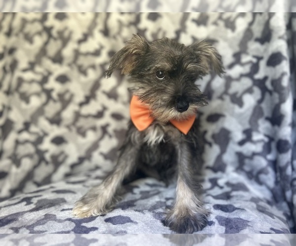 Medium Photo #8 Schnauzer (Miniature) Puppy For Sale in LAKELAND, FL, USA
