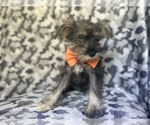 Small #7 Schnauzer (Miniature)